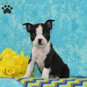 Jeff, Boston Terrier Puppy